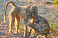 Chobe parc - Babouin