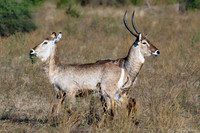 Chobe parc - Water buck