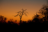 Chobe parc
