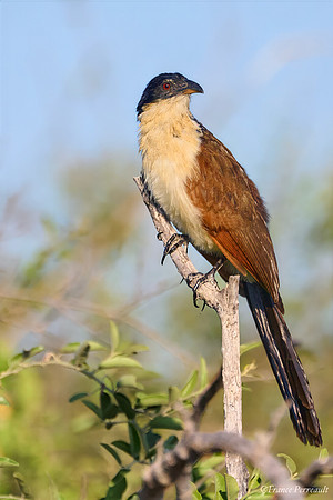 Chobe parc - Coucal