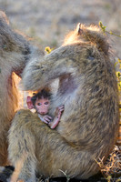 Chobe parc - Babouin