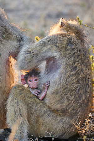 Chobe parc - Babouin