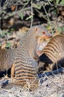 Chobe parc - Mangouste rayé