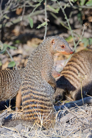 Chobe parc - Mangouste rayé