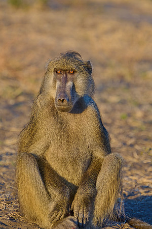 Chobe parc - Babouin