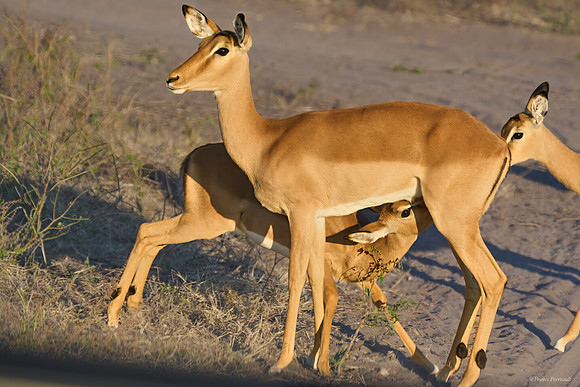 Chobe parc - Impala