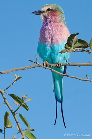 Chobe parc - Rollier a long brins