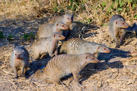 Chobe parc - Mangouste rayé