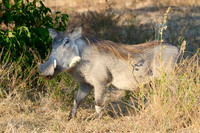 Chobe parc - Phacochère