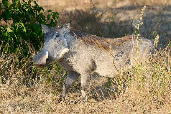 Chobe parc - Phacochère