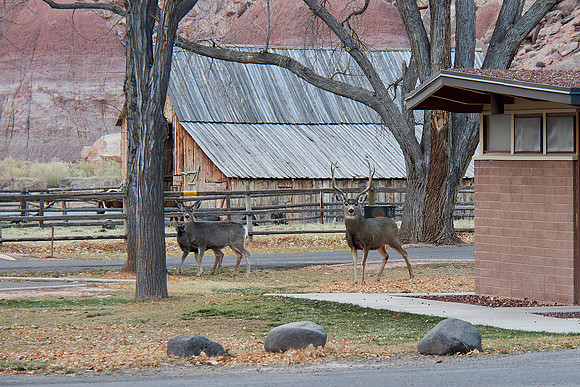 Capitol Reef Camping