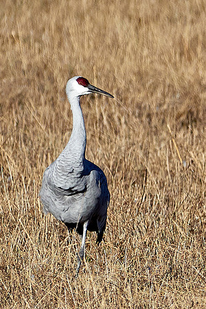 Bosque Del Apache, NM