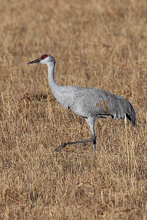 Bosque Del Apache, NM