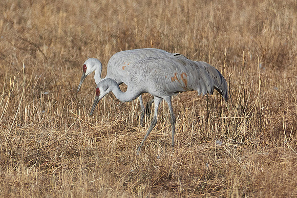 Bosque Del Apache, NM