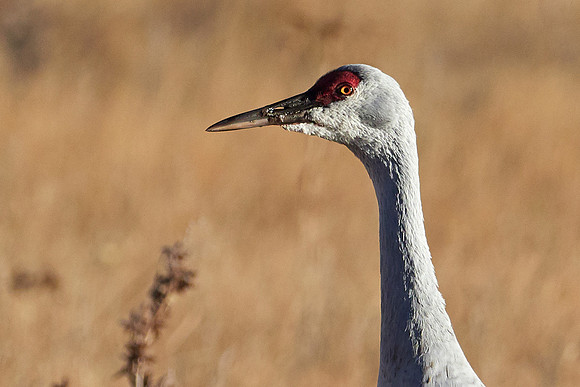 Bosque Del Apache, NM