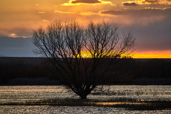 Bosque Del Apache, NM