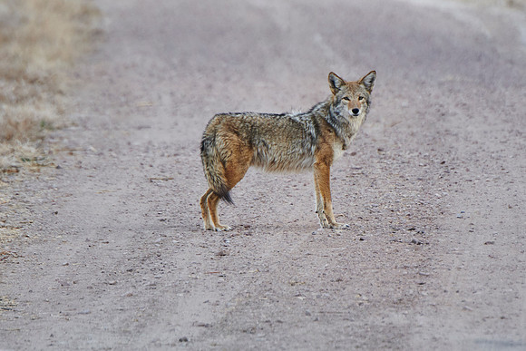 Bosque Del Apache, NM