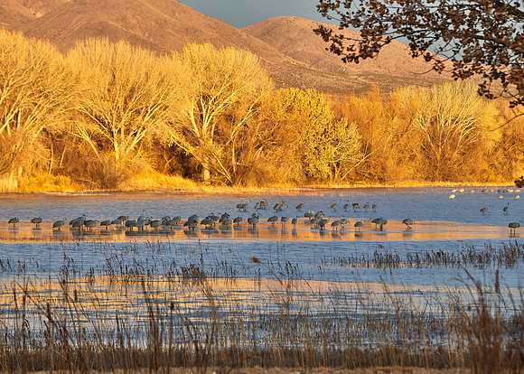 Bosque Del Apache, NM