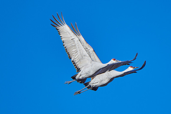 Bosque Del Apache, NM