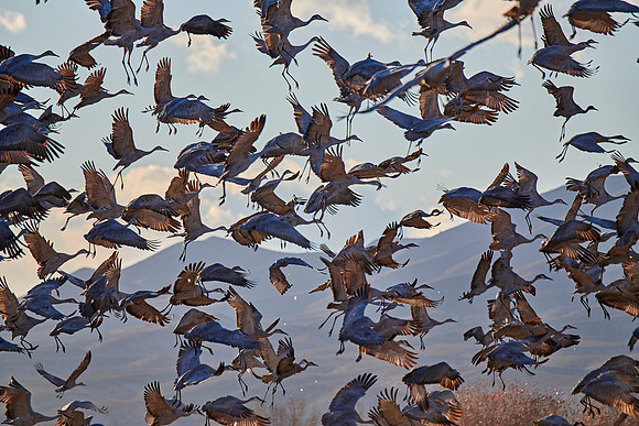 Bosque Del Apache, NM