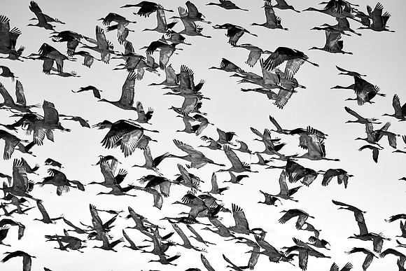 Bosque Del Apache, NM