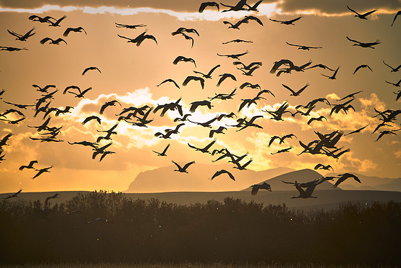Bosque Del Apache, NM