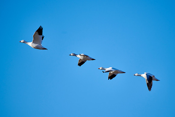 Bosque Del Apache, NM