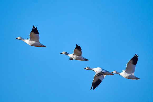 Bosque Del Apache, NM