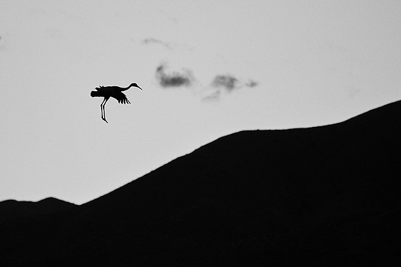 Bosque Del Apache, NM