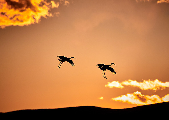 Bosque Del Apache, NM