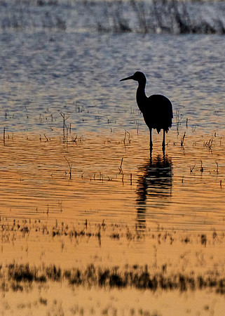 Bosque Del Apache, NM