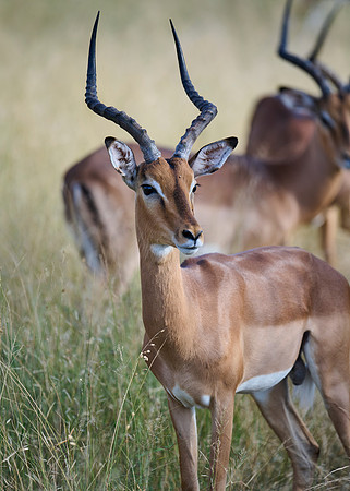 Impala