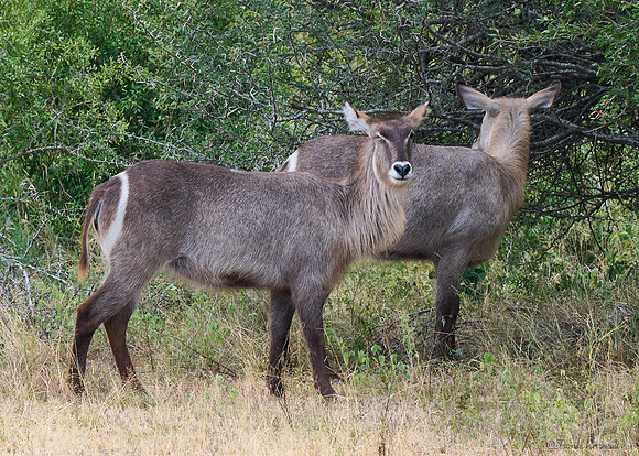 Grand Kudu femelle - Parc National Kruger
