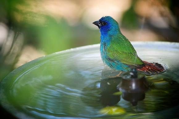 oiseaux exotique