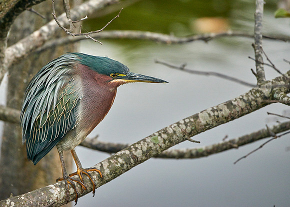 Floride Wokadatchee 2015